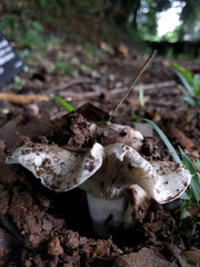 Fungi