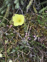 Papaver radicatum