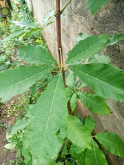 Vitex doniana
