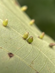 Caryomyia ovalis