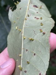 Caryomyia ovalis