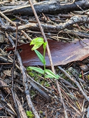 Pterostylis prasina