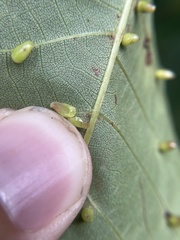 Caryomyia ovalis