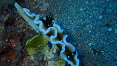Doriprismatica tibboeli