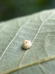 Caryomyia glebosa