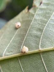 Caryomyia glebosa