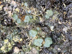 Dictyosphaeria versluysii