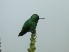 Chlorostilbon melanorhynchus