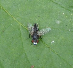 Metopia argyrocephala