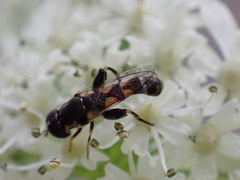 Syritta pipiens