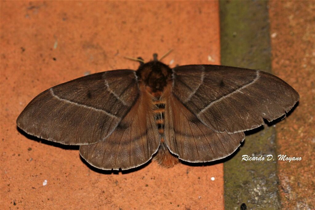 Dirphia baroma