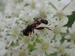 Syritta pipiens