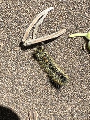 Hemileuca eglanterina