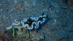 Doriprismatica tibboeli
