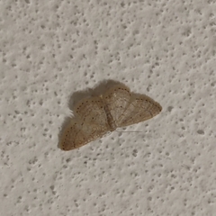 Idaea obsoletaria