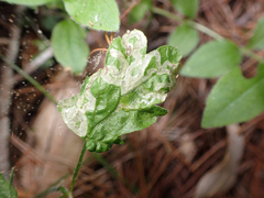 Phytomyza saniculae