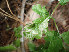 Phytomyza saniculae
