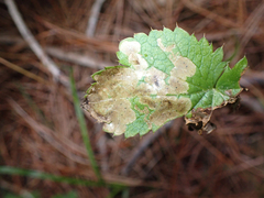Phytomyza saniculae