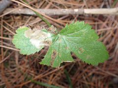 Phytomyza saniculae
