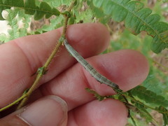 Catocala antinympha