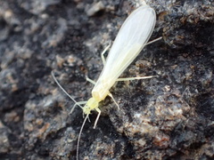 Alloperlini