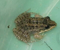 Leptodactylus macrosternum