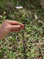 Erigeron eximius