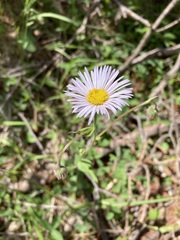 Erigeron eximius