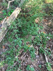 Forsythia × intermedia