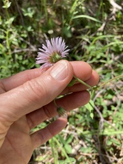 Erigeron eximius