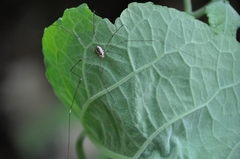 Leiobunum aldrichi