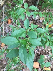 Forsythia × intermedia