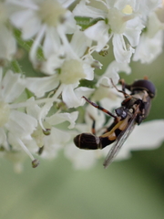 Syritta pipiens