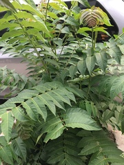 Ailanthus altissima