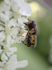 Syritta pipiens
