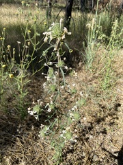 Collomia grandiflora