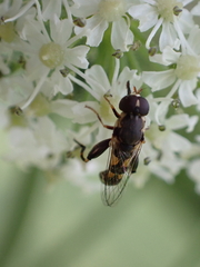 Syritta pipiens