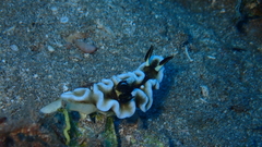 Doriprismatica tibboeli