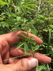 Desmanthus acuminatus