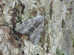 Catocala insolabilis