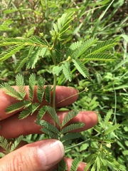 Desmanthus acuminatus
