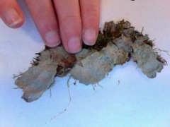 Peltigera britannica