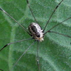Leiobunum aldrichi