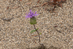 Monardella sinuata