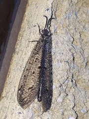 Brachynemurus nebulosus