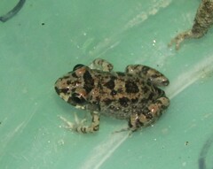 Adenomera hylaedactyla