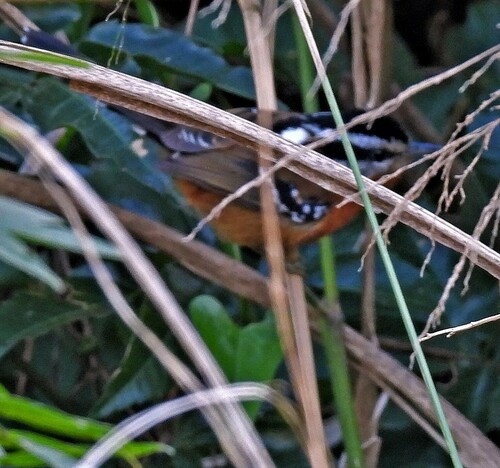 Bertoni's Antbird (Drymophila rubricollis), photo 8