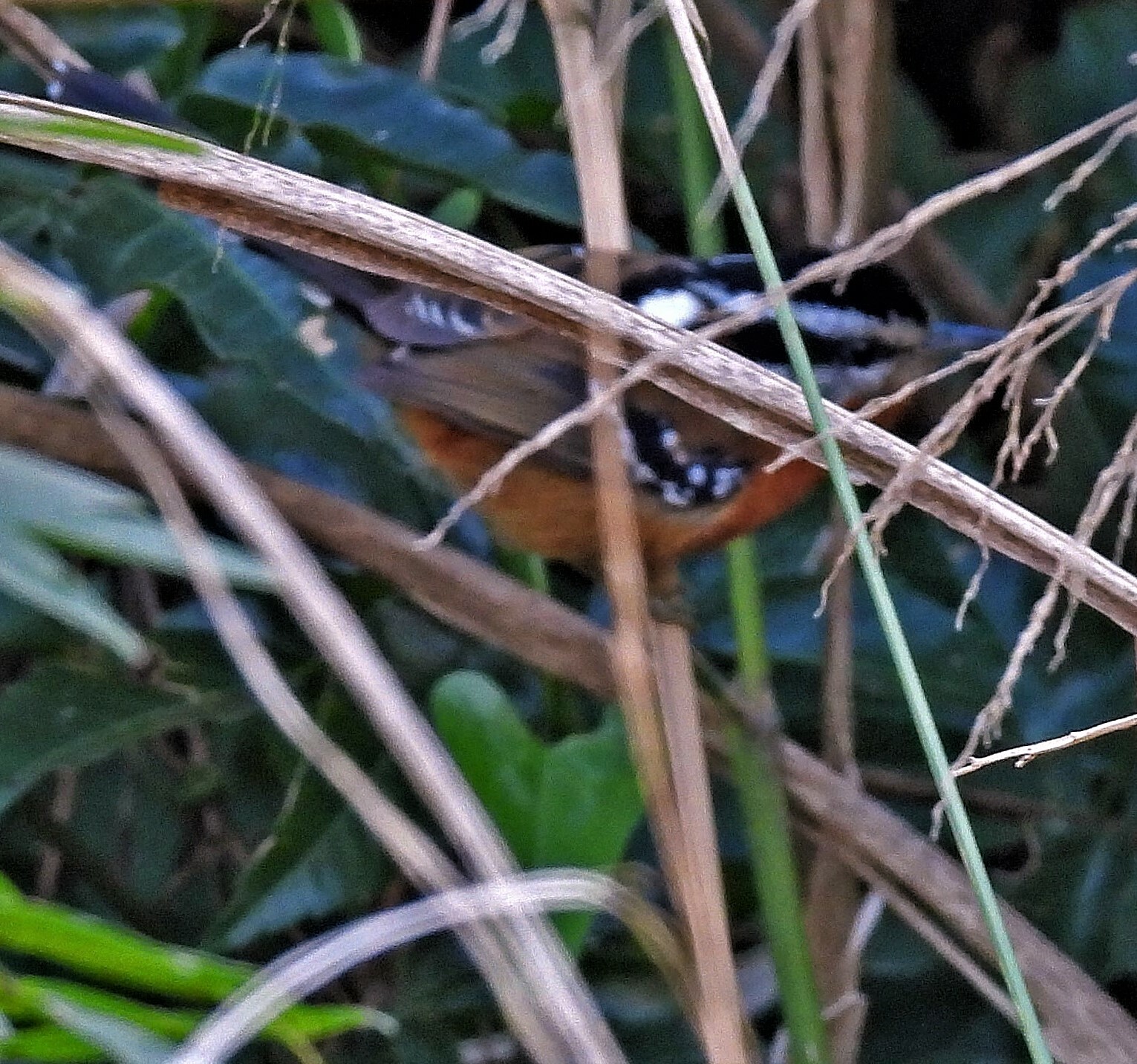 Bertoni's Antbird (Drymophila rubricollis), photo 2
