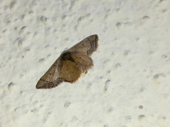 Idaea kendallaria
