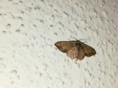 Idaea kendallaria